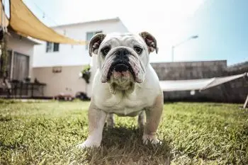 Îngrijirea corectă a pliurilor faciale la bulldog: ghid complet pentru o rutină zilnică